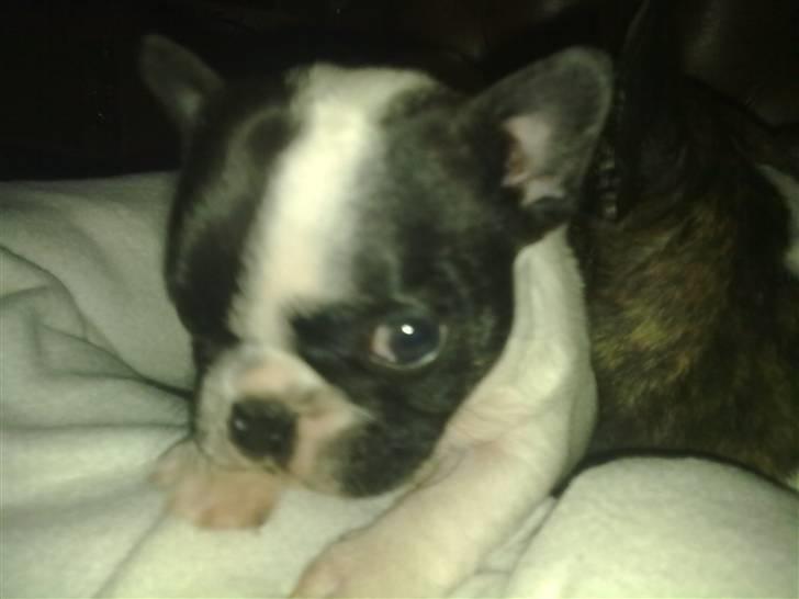 Fransk bulldog - Neller<3 *Solgt&Savnet* billede 5