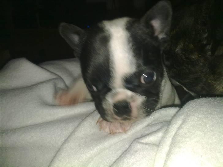 Fransk bulldog - Neller<3 *Solgt&Savnet* billede 6