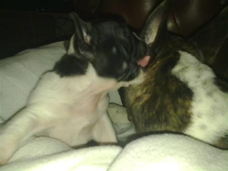 Fransk bulldog - Neller<3 *Solgt&Savnet* billede 7