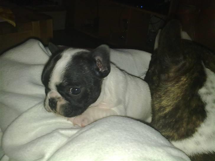 Fransk bulldog - Neller<3 *Solgt&Savnet* billede 8