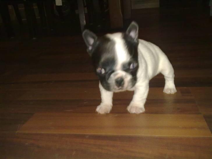 Fransk bulldog - Neller<3 *Solgt&Savnet* billede 9