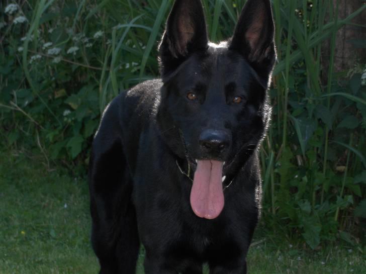 Schæferhund Goliath Bady-Ron (Carlos) billede 4