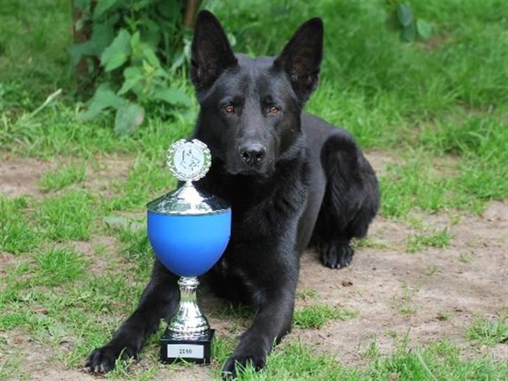 Schæferhund Goliath Bady-Ron (Carlos) billede 5