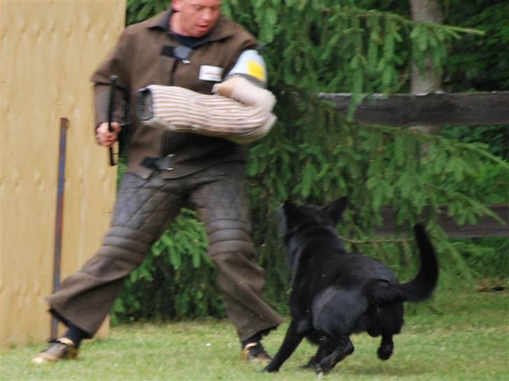 Schæferhund Goliath Bady-Ron (Carlos) billede 6