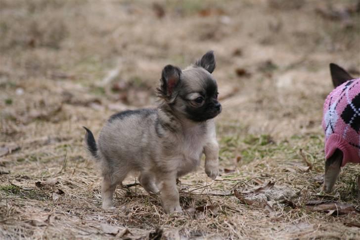 Chihuahua Bim Bim (Lulu (2010-2011) billede 11
