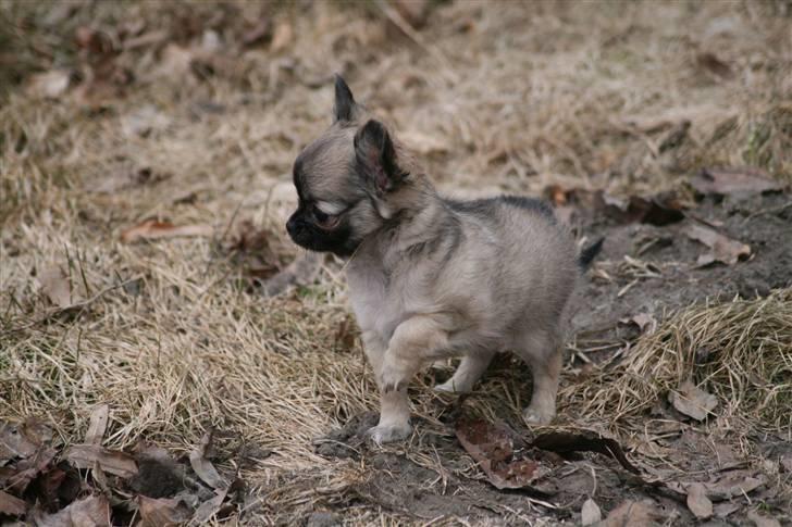 Chihuahua Bim Bim (Lulu (2010-2011) billede 12