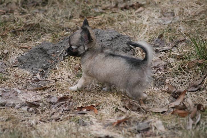 Chihuahua Bim Bim (Lulu (2010-2011) billede 13