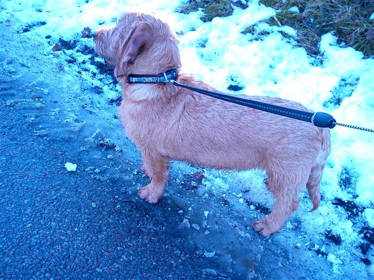 Basset fauve de bretagne Luffe - så se man jo helt menti ud. billede 8