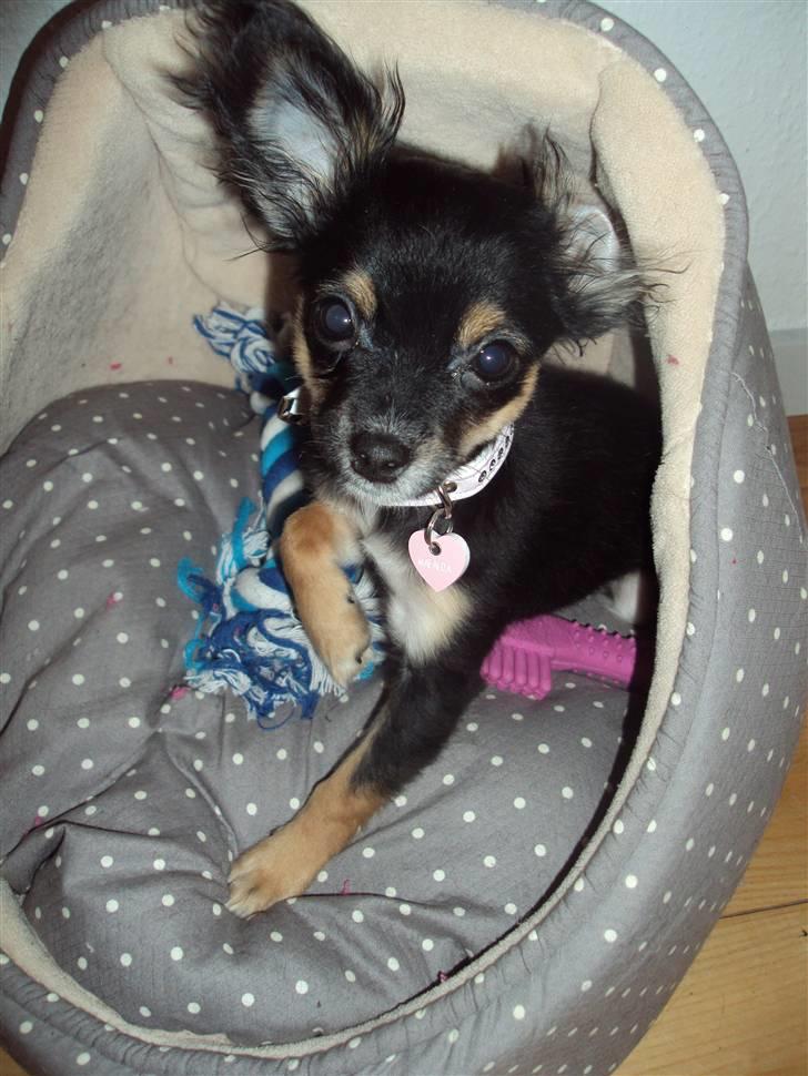 Chihuahua Mafalda billede 6