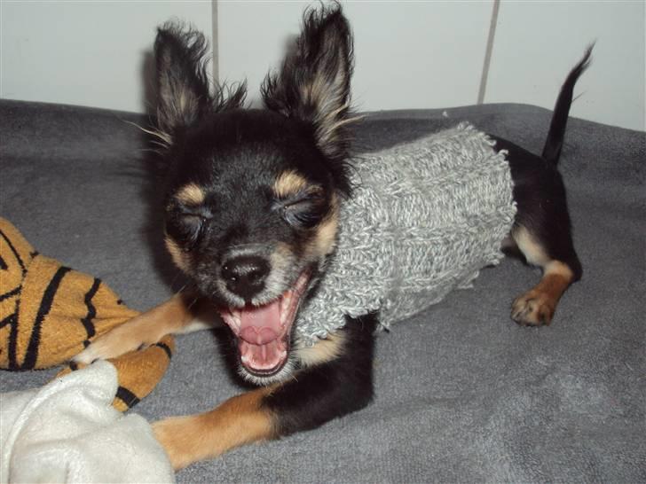 Chihuahua Mafalda billede 7