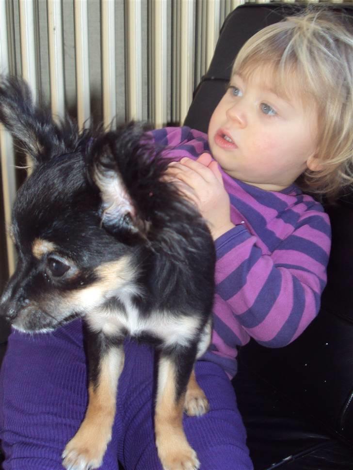 Chihuahua Mafalda billede 8