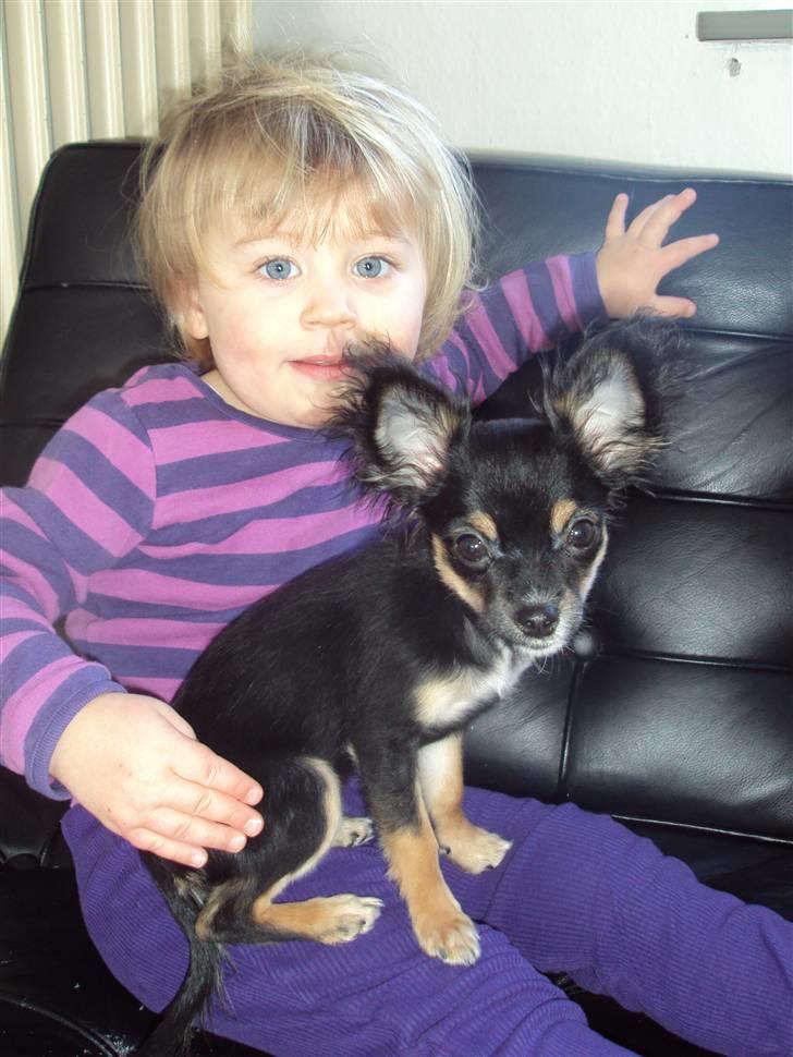 Chihuahua Mafalda billede 9