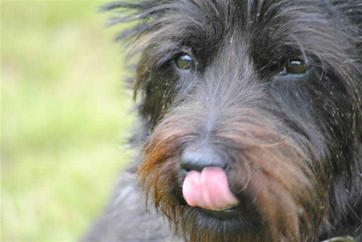 Cairn terrier Nuser billede 2