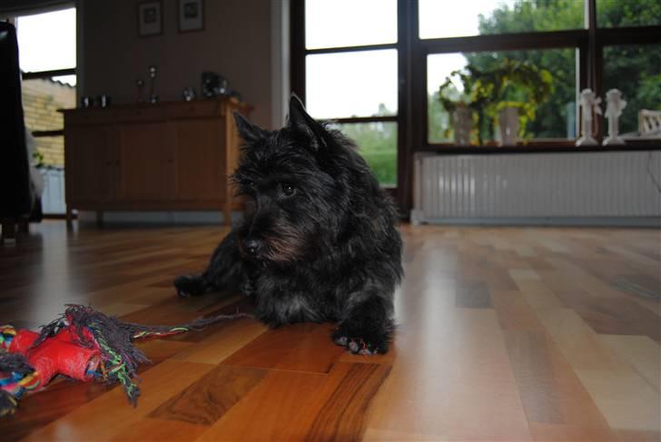 Cairn terrier Nuser billede 3