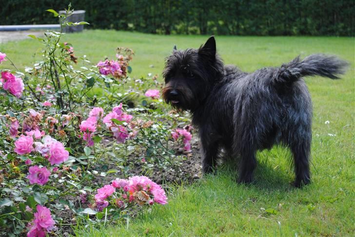 Cairn terrier Nuser billede 4