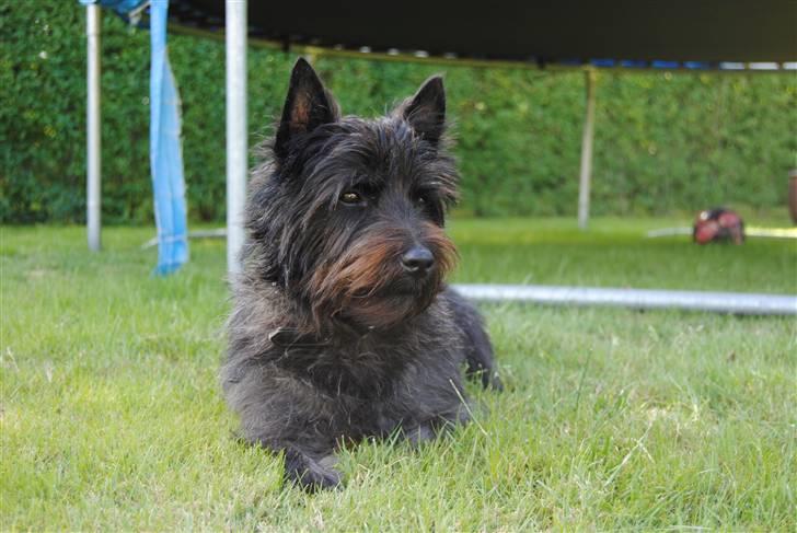 Cairn terrier Nuser billede 5