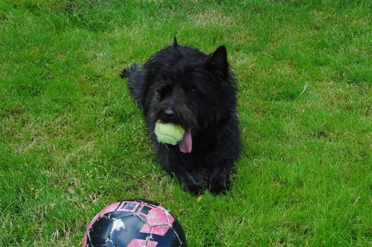 Cairn terrier Nuser billede 6