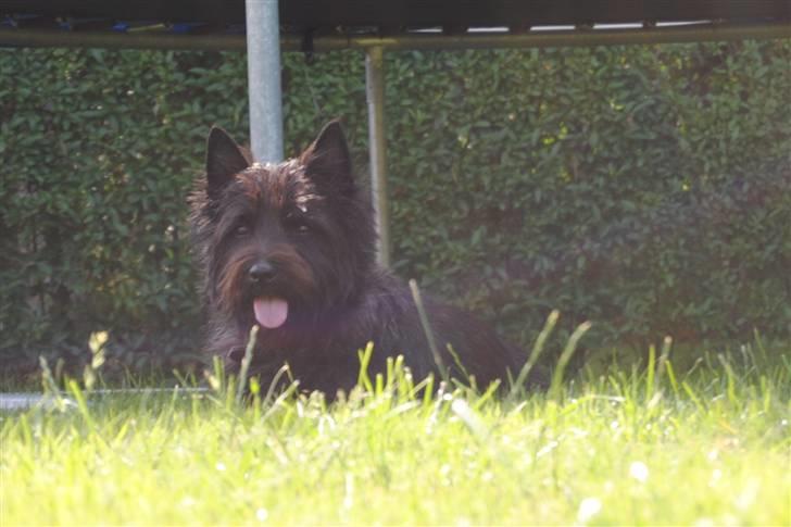 Cairn terrier Nuser billede 7