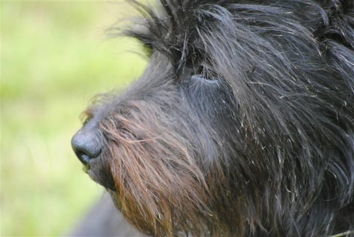 Cairn terrier Nuser billede 8
