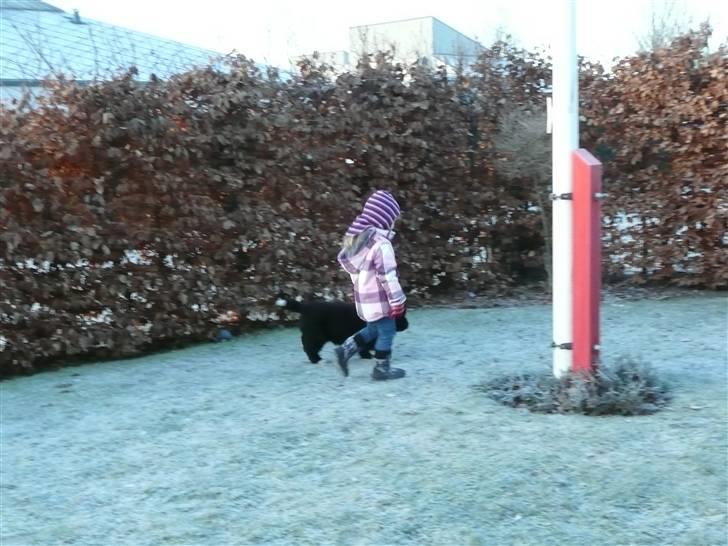 Newfoundlænder Balder *Solgt<3* billede 18