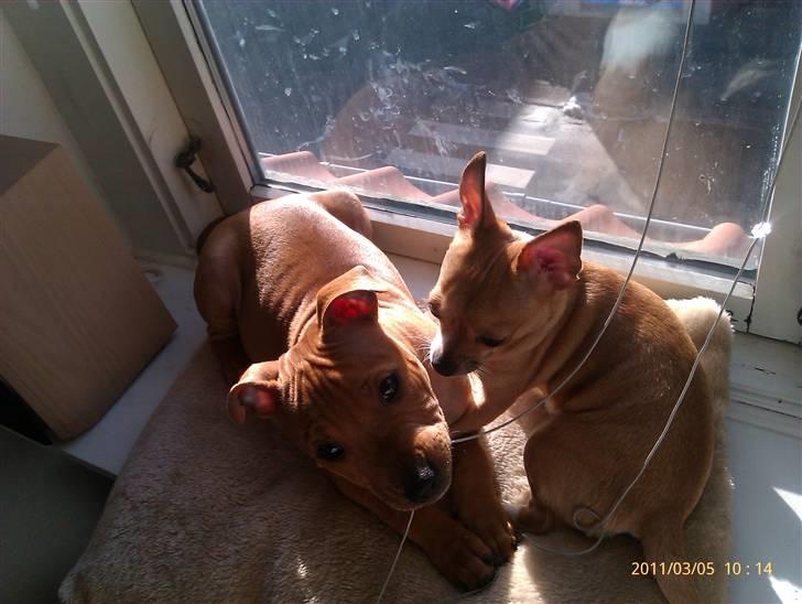 Staffordshire bull terrier Milo billede 7