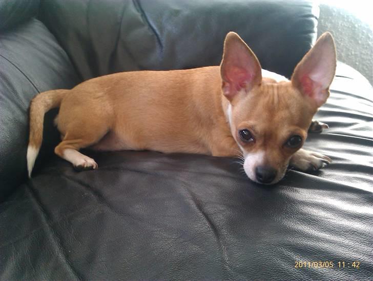 Chihuahua Tikka billede 11