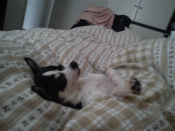 Chihuahua Nynne  billede 8