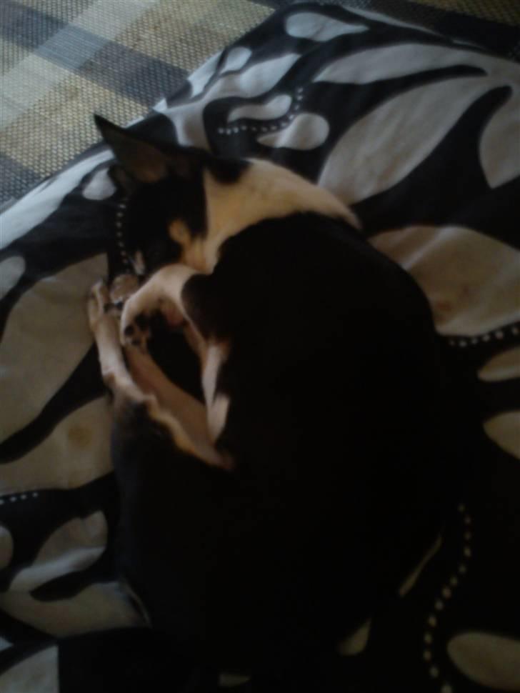 Chihuahua Nynne  billede 10