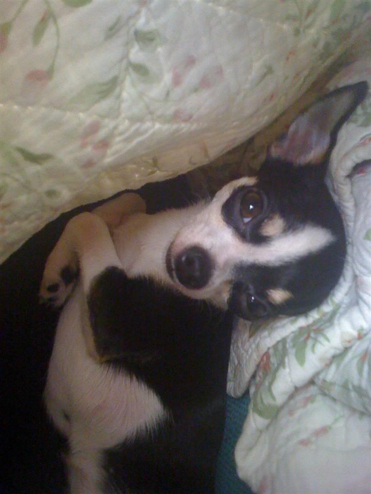 Chihuahua Nynne  billede 12