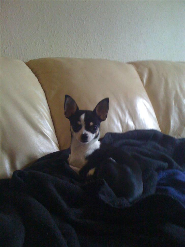 Chihuahua Nynne  billede 13