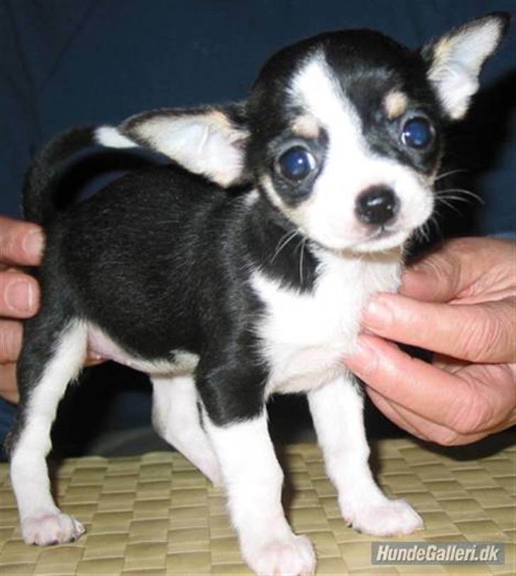 Chihuahua Nynne  billede 14