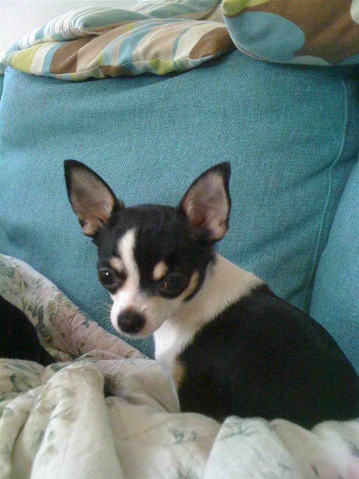 Chihuahua Nynne  billede 15