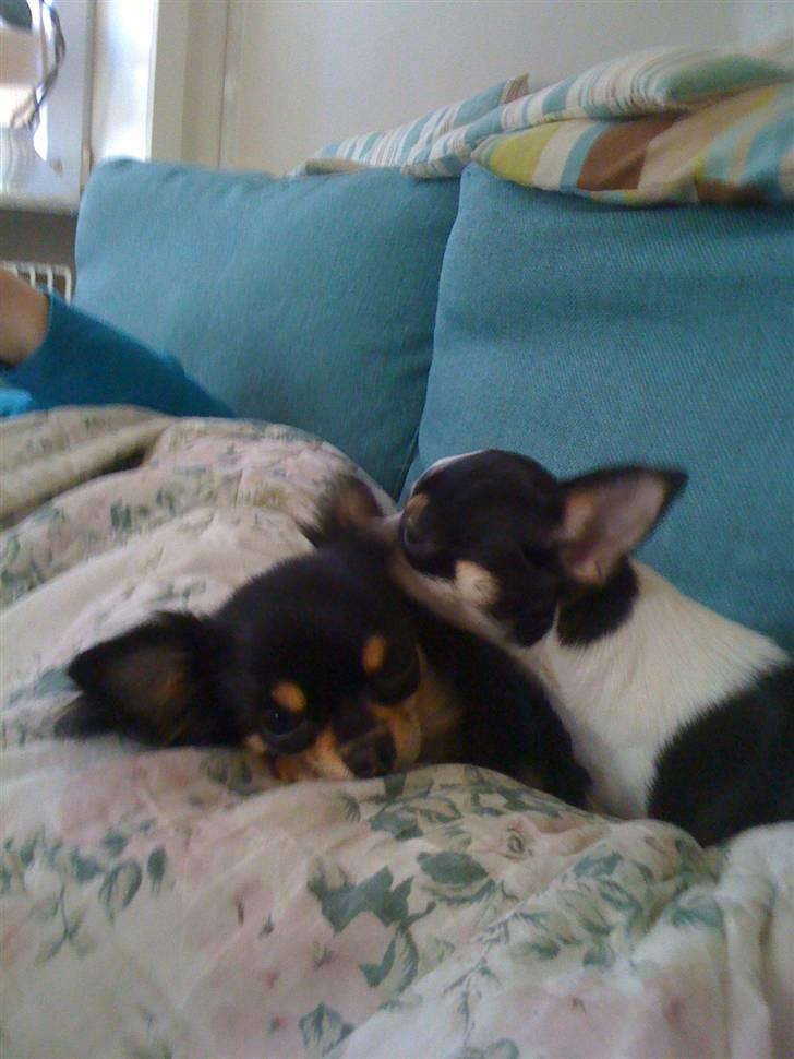 Chihuahua Nynne  billede 16