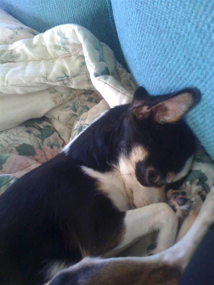 Chihuahua Nynne  billede 18