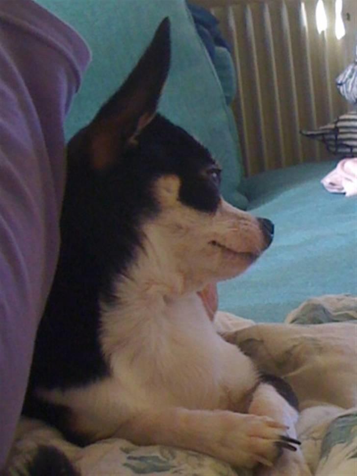 Chihuahua Nynne  billede 19