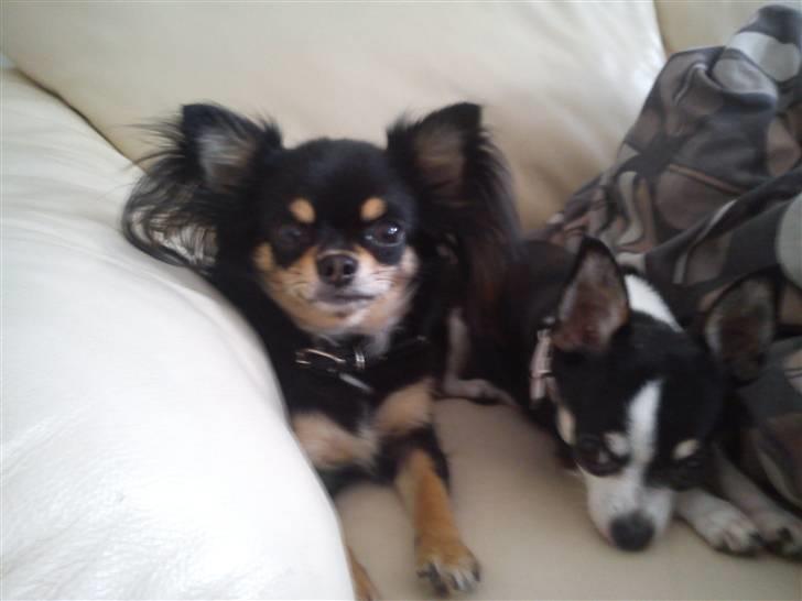 Chihuahua Coco Chanel billede 13