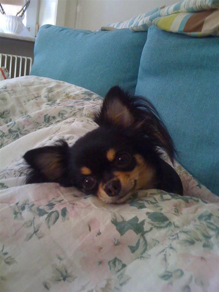 Chihuahua Coco Chanel billede 14