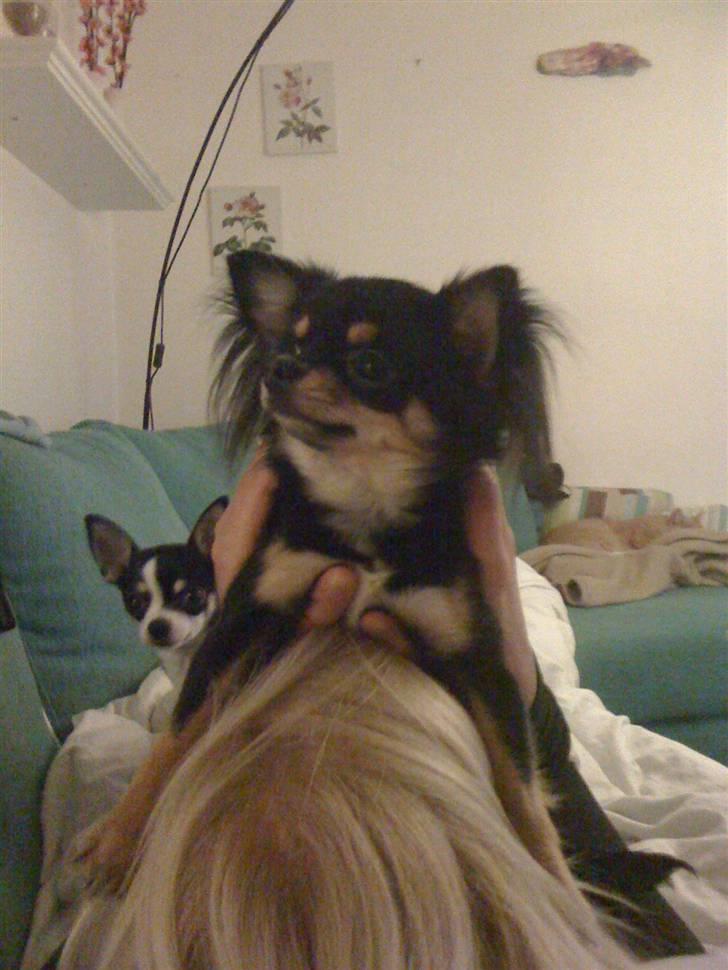 Chihuahua Coco Chanel billede 15