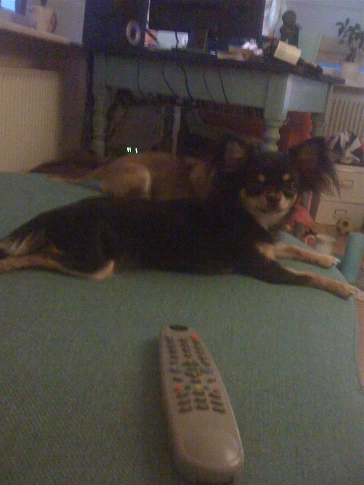 Chihuahua Coco Chanel billede 16