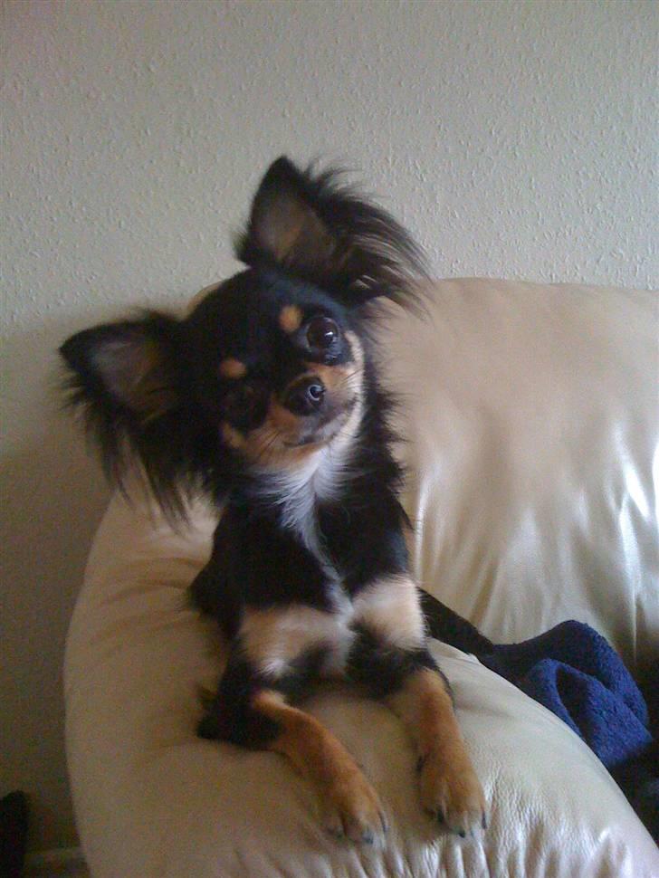 Chihuahua Coco Chanel billede 17