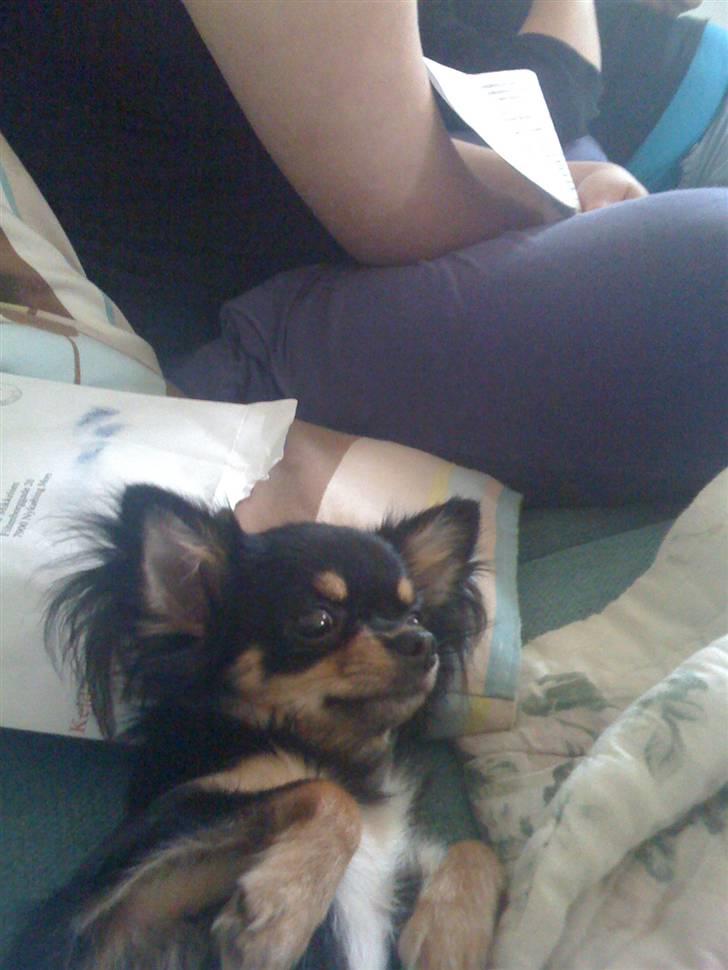 Chihuahua Coco Chanel billede 18