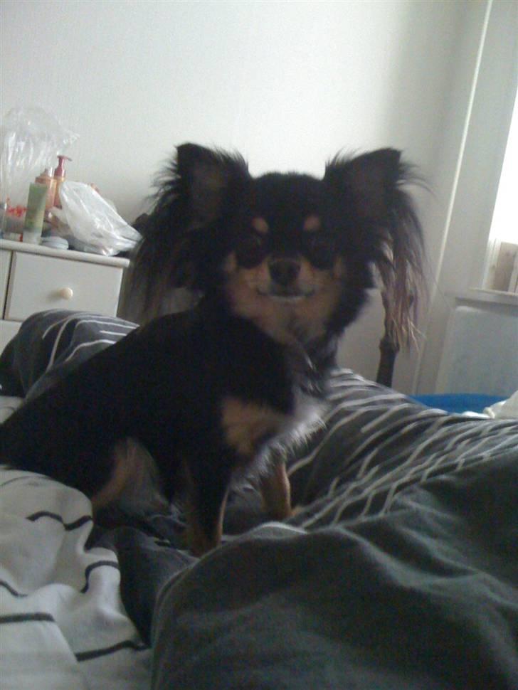 Chihuahua Coco Chanel billede 19