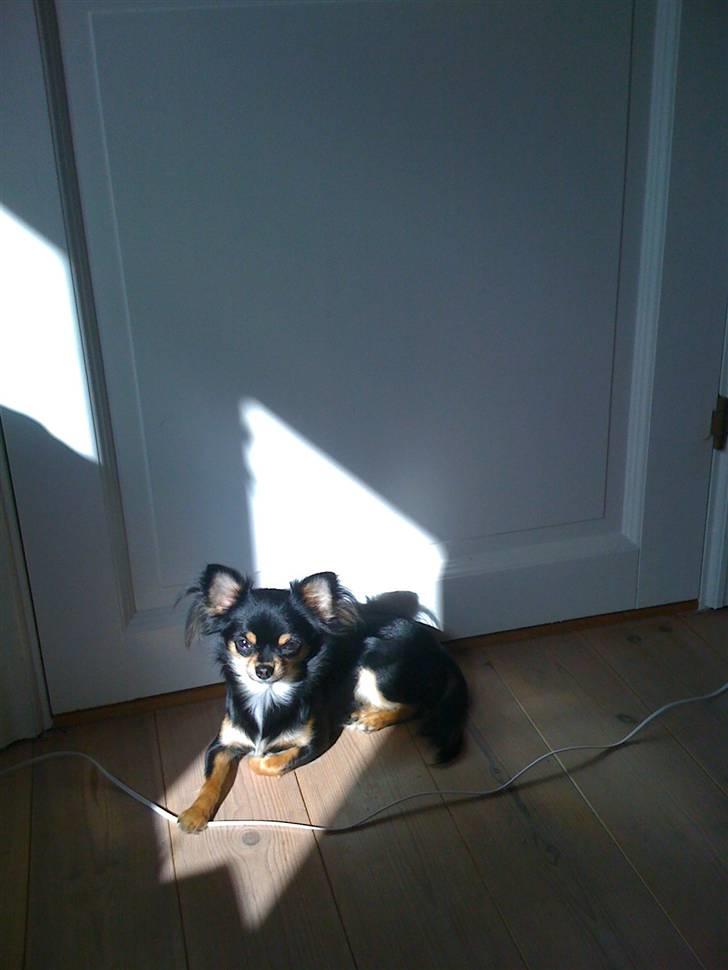 Chihuahua Coco Chanel billede 20