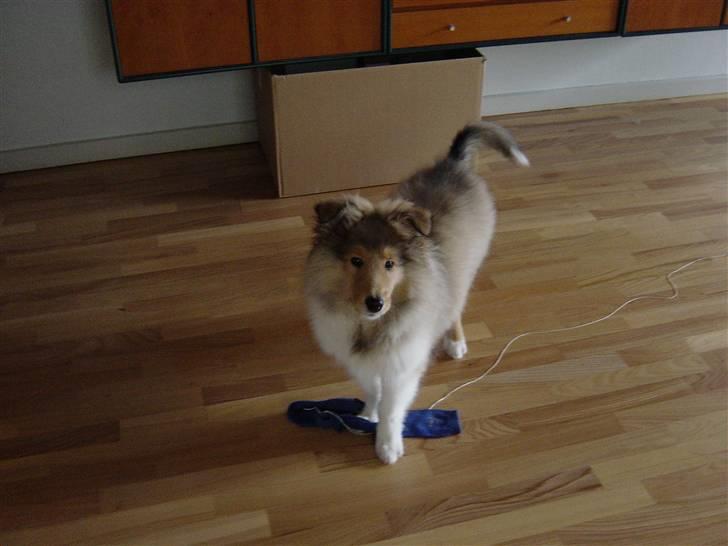 Collie langhåret Tiger - Skal vi lege? :D billede 18