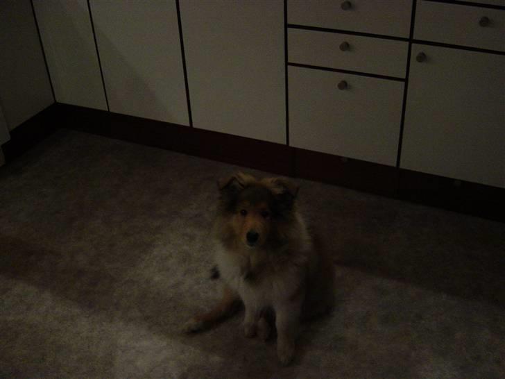 Collie langhåret Tiger billede 20