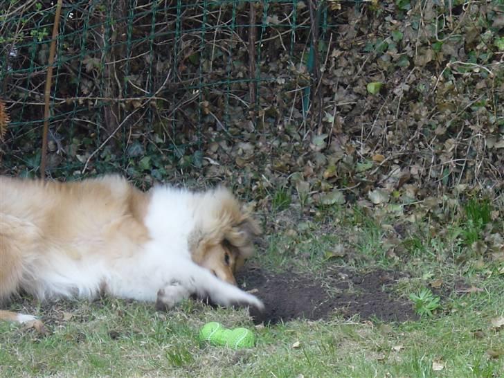 Collie langhåret Tiger billede 13