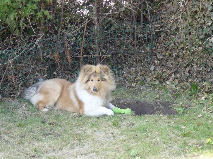 Collie langhåret Tiger billede 14