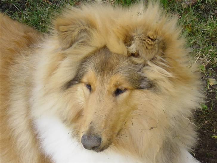 Collie langhåret Tiger billede 15