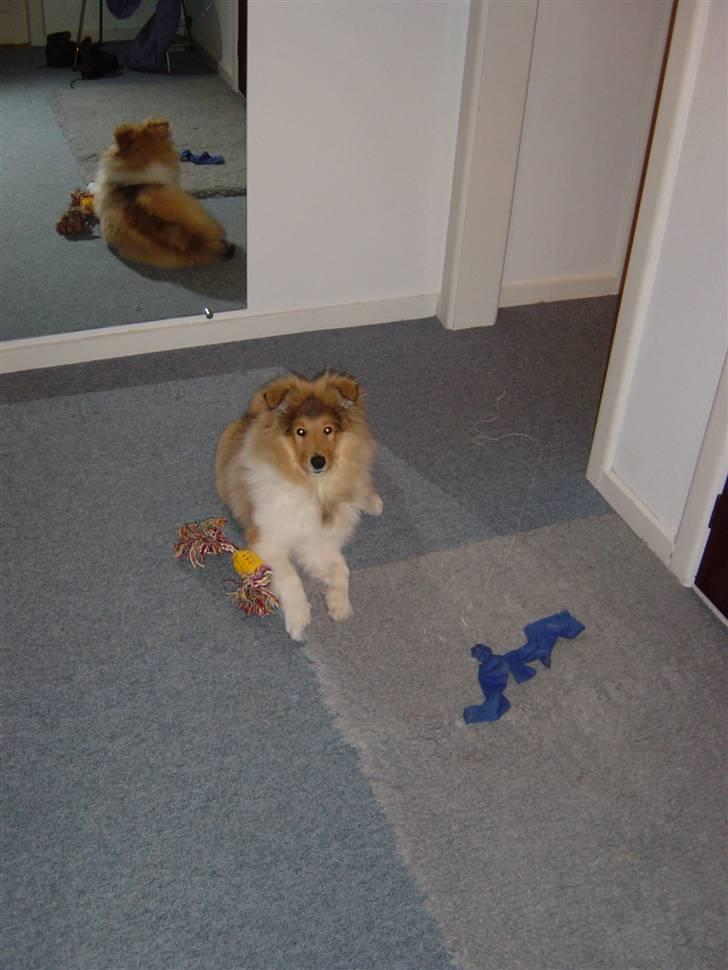 Collie langhåret Tiger billede 19