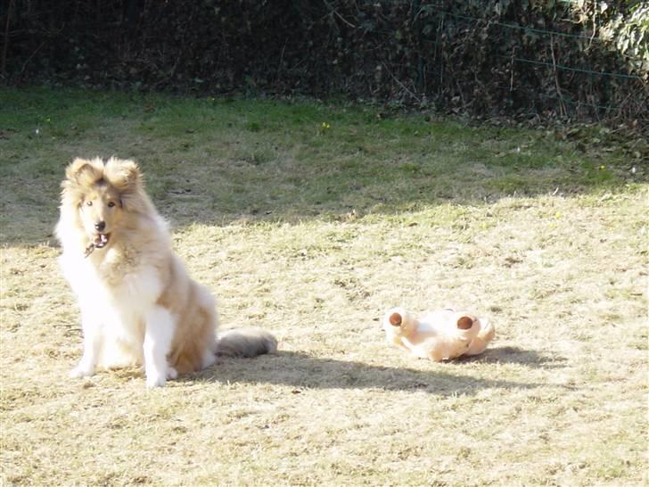 Collie langhåret Tiger - Mmmm, grankogler! ;) billede 16